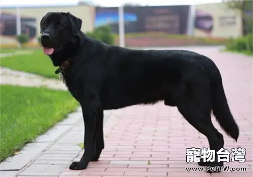 拉布拉多獵犬的養護知識(1圖)-寵物台灣