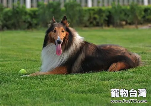 蘇格蘭牧羊犬的性格特點