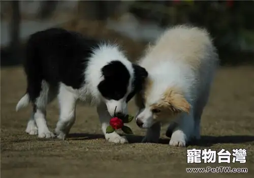 邊境牧羊犬的品種簡介