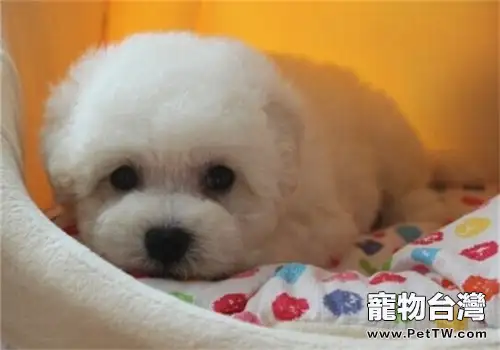 比熊 犬(卷毛比雄犬)的形態特徵(1圖)-寵物台灣