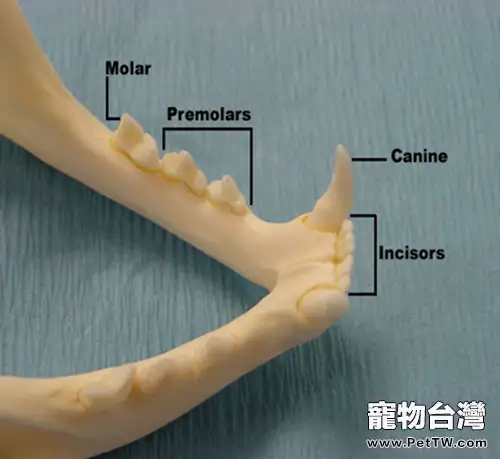 犬貓牙科基本知識