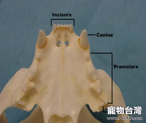 犬貓牙科基本知識