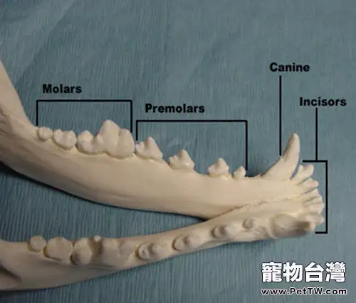 犬貓牙科基本知識