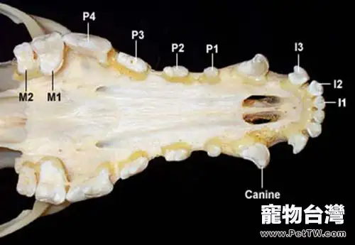 犬貓牙科基本知識