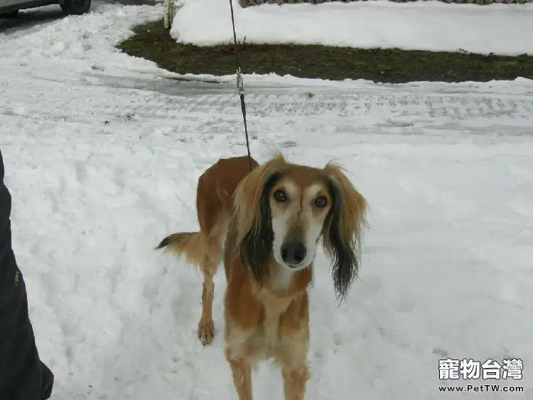 關於犬隱睪的一篇外文資料