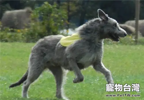 愛爾蘭獵狼犬的養護知識