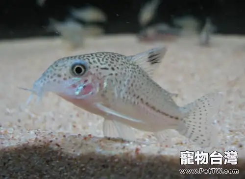 白豹鼠魚的飼養環境