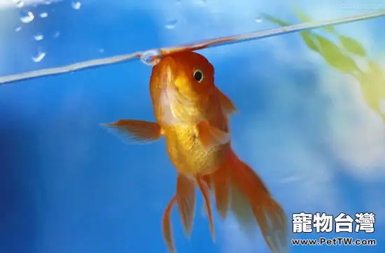 金魚幼魚飼養的注意事項