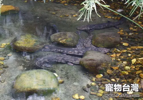 大鯢的飼養環境