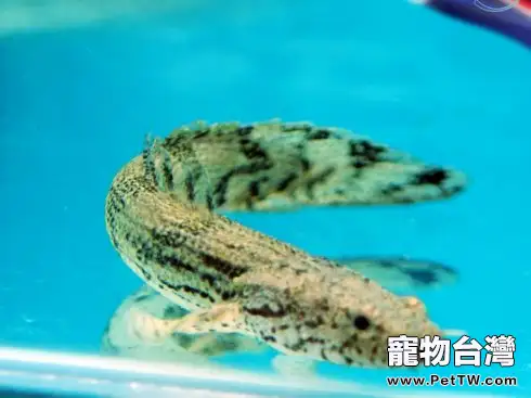 戴氏多鰭魚的飼養環境