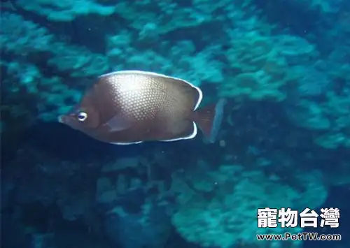 復活島蝶的飼養環境