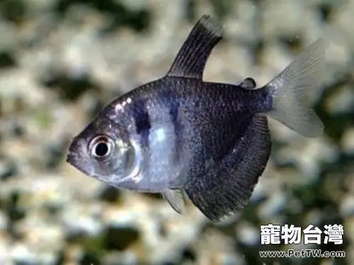 黑裙魚的飼養環境