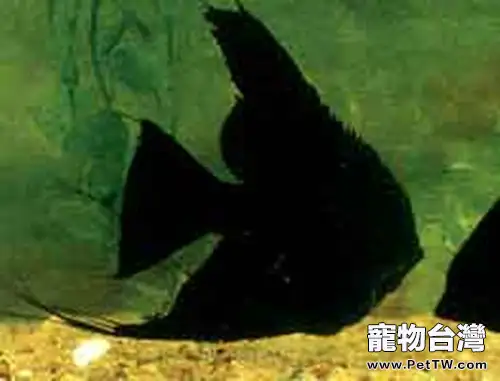 黑神仙魚的飼養環境