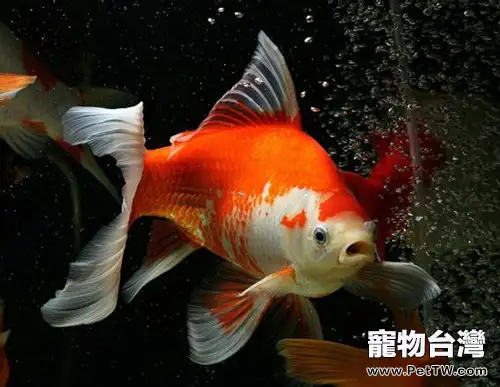 紅白草金魚的飼養環境