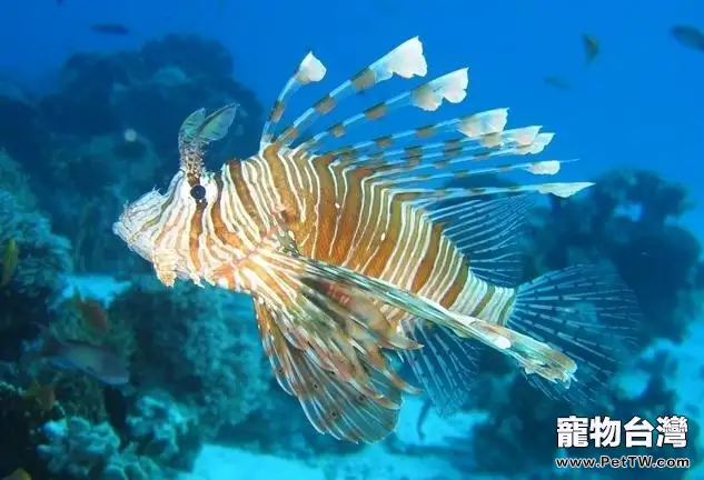 什麼顏色的水適合養魚