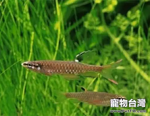 濺水魚的飼養環境