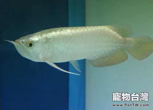 金龍魚的飼養環境