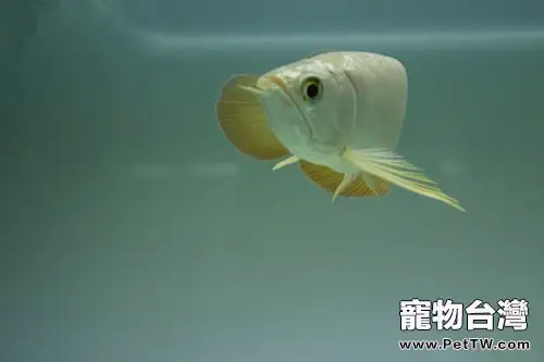 金龍魚的餵食要點