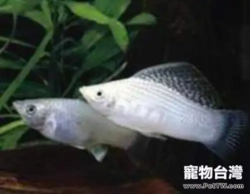 摩利魚的飼養環境