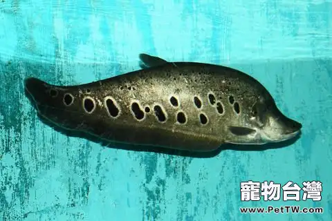 七星刀魚的飼養環境