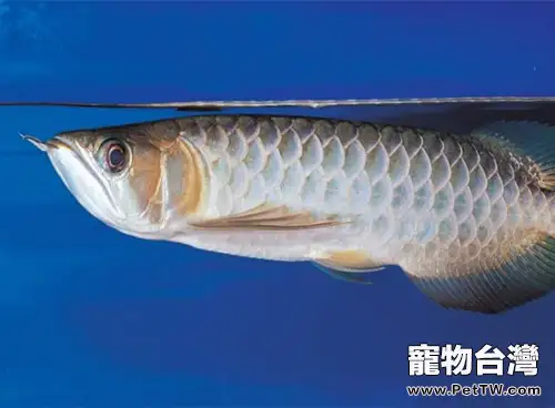 青龍魚的品種簡介