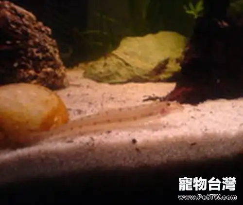 青苔鼠魚的飼養環境