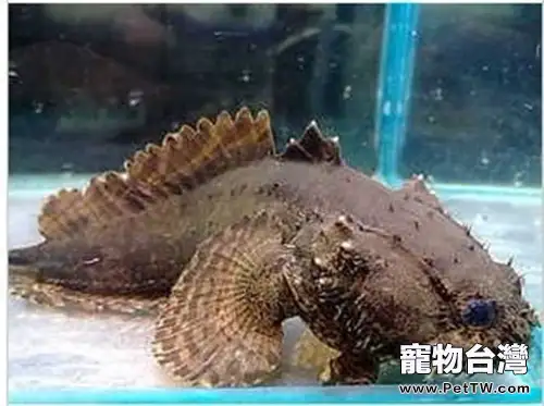 三棘獅子魚的飼養環境