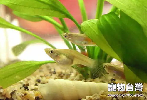 食蚊魚的飼養環境