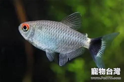 銀屏燈魚的外形特點