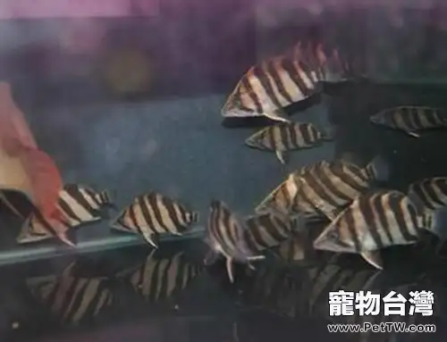 印尼虎魚的飼養環境