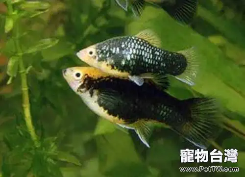 月光魚的飼養環境