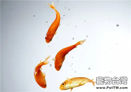 魚缸中水色變黃的原因分析