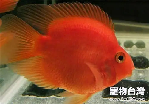 觀賞魚魚孢蟲病的治療方法