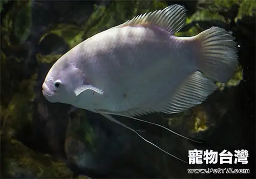 觀賞魚水蛭病的治療建議