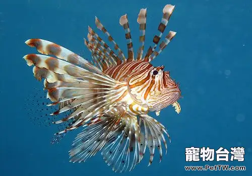 觀賞魚白點病的秋季預防要點