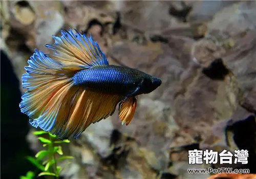 給觀賞魚餵藥的方法及注意事項