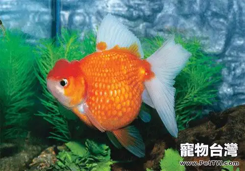 金魚飼養方法有哪些？