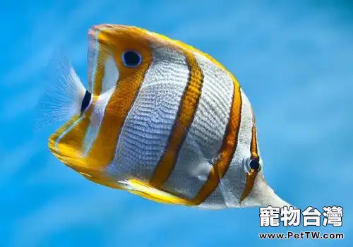 飼養淡水熱帶魚需要準備哪些用具？