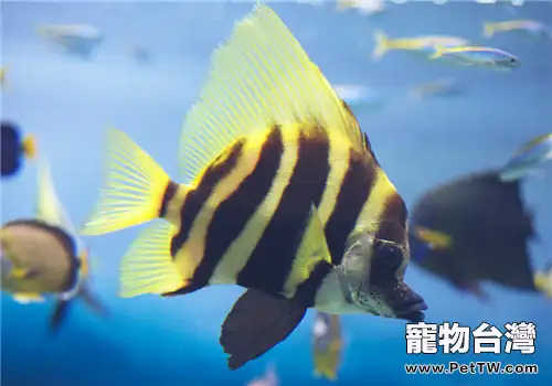 飼養淡水熱帶魚需要準備哪些用具？