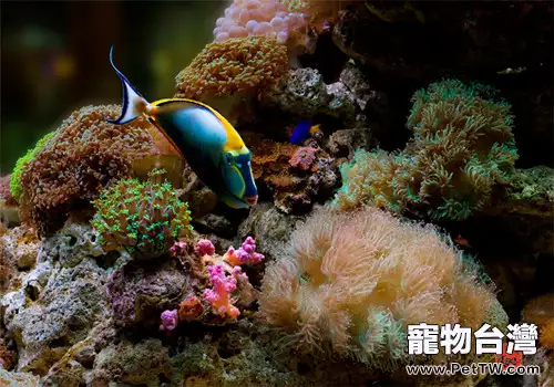 養殖海水觀賞魚的設備和方法有哪些？