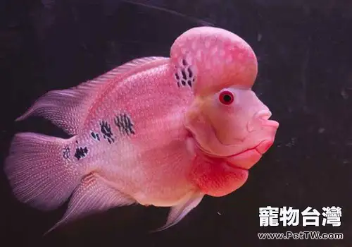 羅漢魚的飼料有哪些