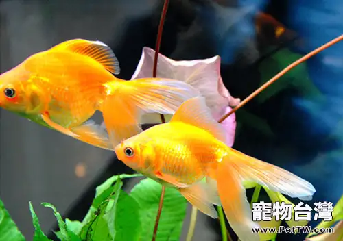 細菌引起觀賞魚疾病該如何防治