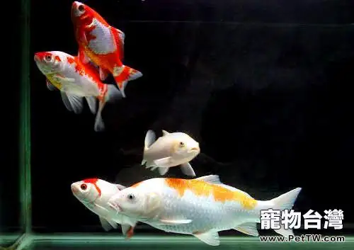 熱帶觀賞魚的養殖方法有哪些