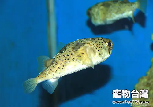 觀賞魚用藥小常識