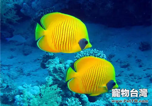 熱帶魚的餵食訓練有哪些技巧