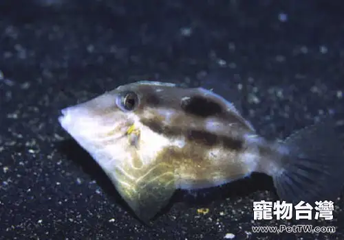 剝皮魚類觀賞魚飼養方法 