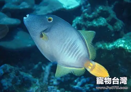 剝皮魚類觀賞魚飼養方法 