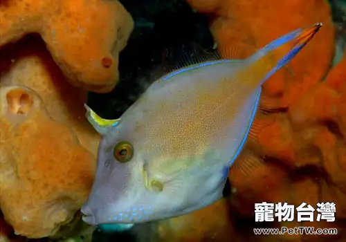 剝皮魚類觀賞魚飼養方法 