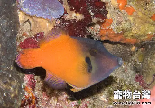 剝皮魚類觀賞魚飼養方法 