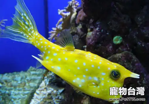 剝皮魚類觀賞魚飼養方法 